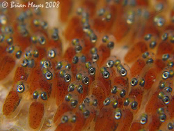 Anemonefish eggs close-up..¸><((((º>`·.¸.·´¯`·...¸><((((º... by Brian Mayes 